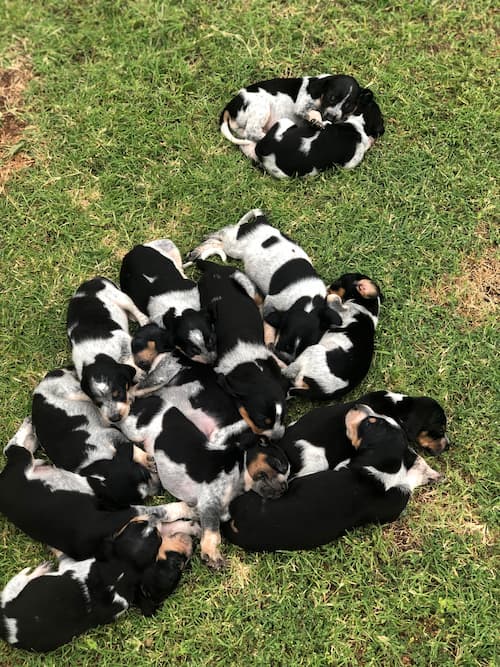 image of bluetick coonhound puppies